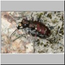 Cicindela hybrida - Duenen-Sandlaufkaefer 18a OS-Wallenhorst-Tongrube.jpg